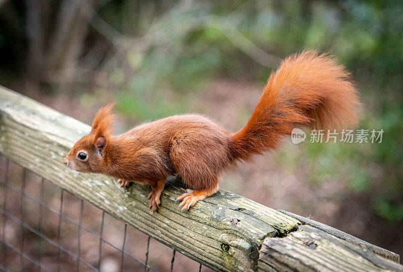 红松鼠(Sciurus vulgaris)